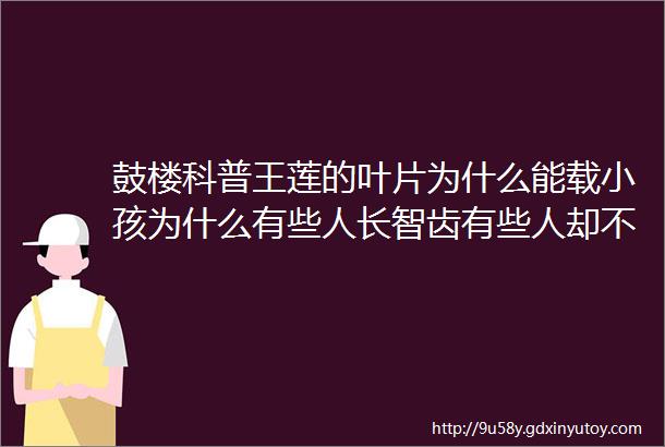 鼓楼科普王莲的叶片为什么能载小孩为什么有些人长智齿有些人却不长